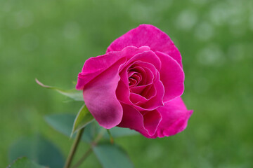 Big lush beautiful pink Rose on a green background .Pink of pink Roses. Beautiful background Floral background. Rose in the garden. Incredible flower. Horizontal photo. Soft focus. Flower petals