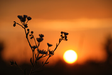 Dark silhouettes of wild flowers against bright colorful sunset sky with setting sun light