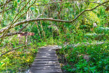 Obraz premium Tropical jungle plants trees wooden walking trails Sian Kaan Mexico.