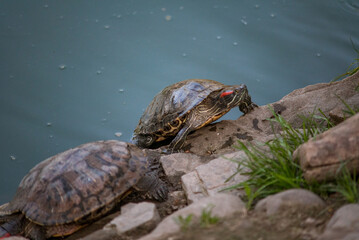 Sleeping turtles on the stones at the zoo