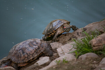 Sleeping turtles on the stones at the zoo