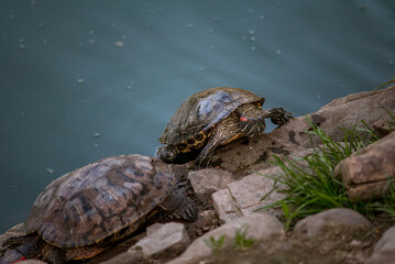 Sleeping turtles on the stones at the zoo