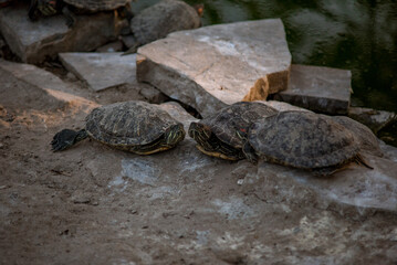 Sleeping turtles on the stones at the zoo