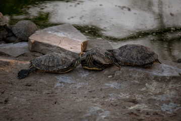 Sleeping turtles on the stones at the zoo