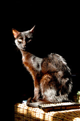 Pippi's Colors © Enri