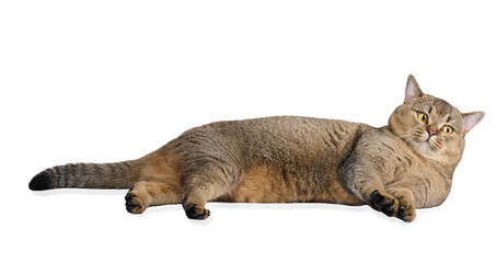 adult gray cat Scottish straight lies on a white isolated background. cute playful animal