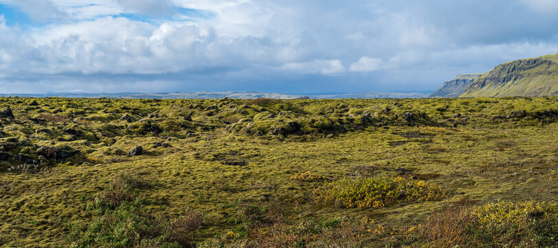 Scenic autumn green lava fields near Fjadrargljufur  Canyon in Iceland. Green  moss on volcanic lava stones.  Unique lava fields growth after Laki volcano eruption.