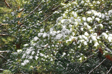Fototapeta premium Snow covered pine branches in sunny winter forest, evergreen tree with fresh white snow on needles, natural seasonal background outdoors