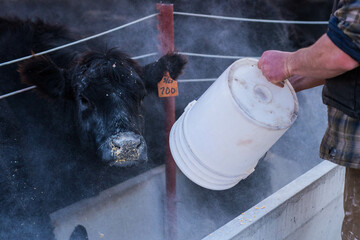 cow with ear tag 700 being fed from white bucket