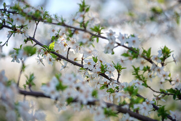 Twigs of cherry tree with white blossoming flowers in early spring