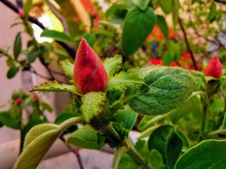 Rose bud. Close up birth fo a rose.