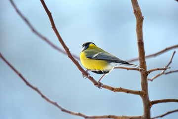 Yellow wild tit bird perching on tree branch on cold winter day
