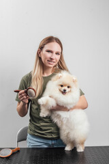 Female is grooming and trimming pomeranian spitz in salon