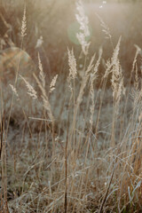 Fototapeta premium gras feld licht sonne abendsonne stimmung
