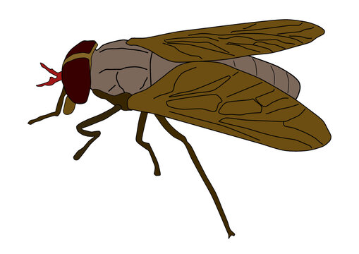 ウシアブ　虻　アブ