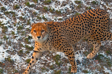 Out of focus, blurry background. Beautiful view of the leopard.