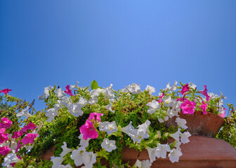 pink and white trumpet flowers in a terracotta pot with blue sky and a beautiful sunlight