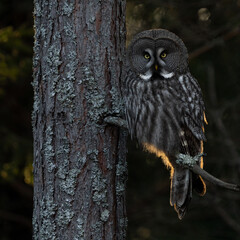
Backlit Great grey owl (strix nebulosa) perched on a tree branch in a dark forest. The owl is staring into the camera.