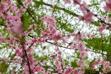 Spring flowers sprouting texture background.
