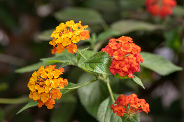 Common lantana (lantana camara) flowers in bloom