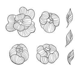 Hand draw line vector flowers set. Peony illustration. Logo design