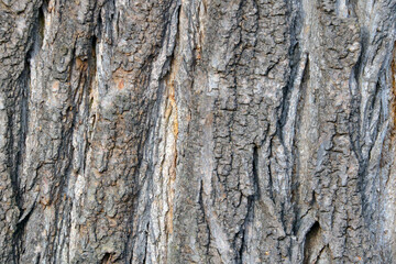 The texture of the bark of a tree in a forest or park. Wood background.
