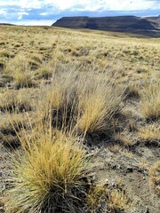 Les balcons de Calafate, vue imprenable sur les sommet et le lac de la colline de Huyliche. Steppe...