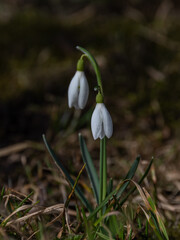 Spring white snowdrop flower in the meadow. Close-up, hard light on a sunny day.