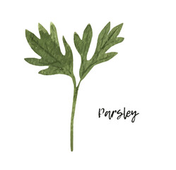 Watercolor parsley. hand drawn illustration. spice isolated on white. Clipart object.