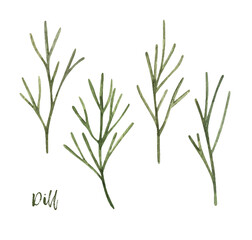 Watercolor dill. hand drawn illustration. spice isolated on white. Clipart object.