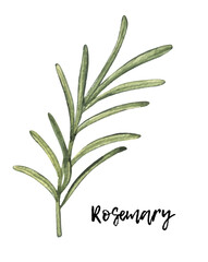 Watercolor rosemary. hand drawn illustration. spice isolated on white. Clipart object.