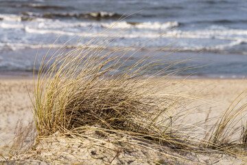 Fototapeta Bałtyk Kępa trawy na wydmie na tle morza obraz