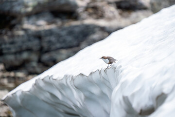 white throated dipper, cinclus cinclus standing on the edge of a snow and ice.