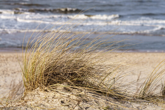 Bałtyk Kępa trawy na wydmie na tle morza © FotoArt MP
