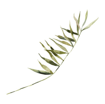 Palm green vector realistic leaf. Watercolor painting isolated object. Botanical illustration.