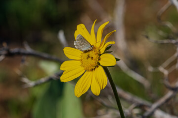 butterfly on a sunflower in the mountains