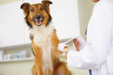 In for a check-up. Cropped shot of a vet bandaging up a collies paw.