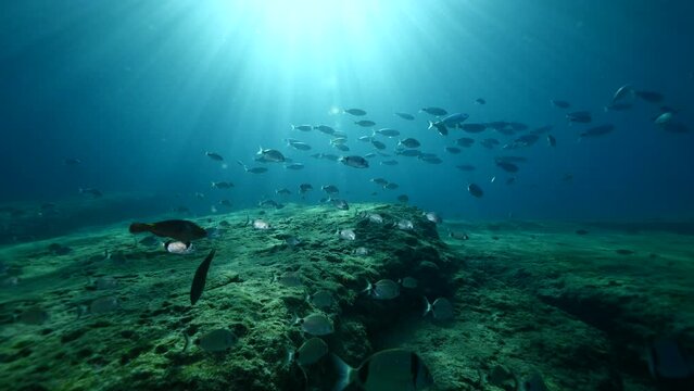 fish scenery underwater sun beams sun rays underwater mediterranean sea sun shine relaxing ocean scen