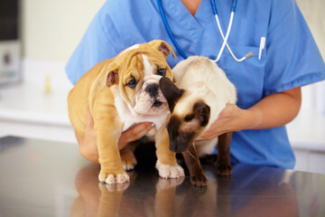 Squirming little patients. Cropped shot of young female vet holding a bulldog puppy and a siamese...