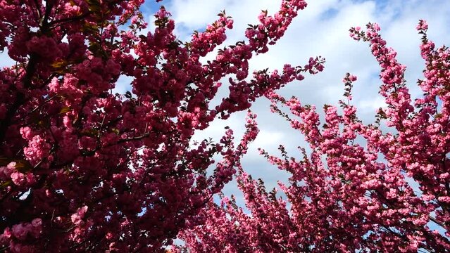 Pink flowers on the trees of flowering Sakura. Cherry