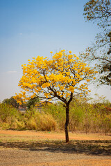 Tree photography, Handroanthus albus