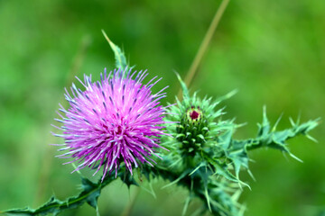 Field with Silybum marianum, a medical plants.