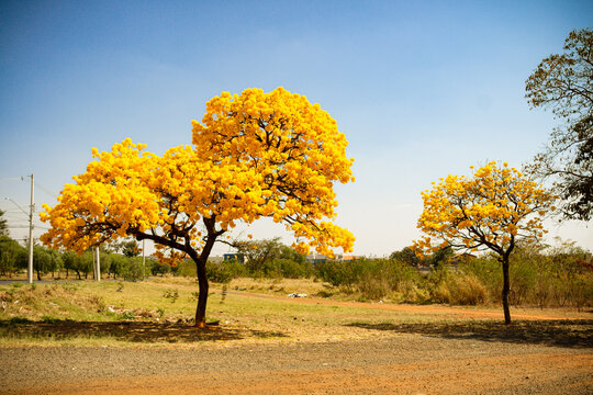 Tree photography, Handroanthus albus