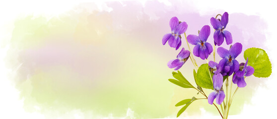 Blooming violet flowers on watercolor sky. Photo collage. Sping purple viola blossom flowers flying on background of drawn landscape. Spring concept horizontal banner with copy space. Place for a text