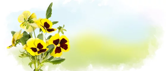 Fotobehang  yellow pansy flowers on pastel watercolor background, wildflowers. Horizontal banner with copy space. Place for a text. Spring greating card © Olga Mishyna