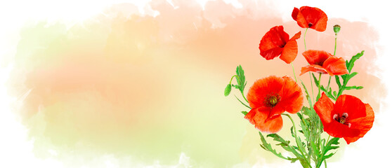 Red field flowers of poppies isolated on pastel watercolor background, wildflowers poppy. Horizontal banner with copy space. Place for a text. Spring or summer greating card. Photo collage