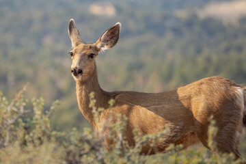 mule deer doe in the sage