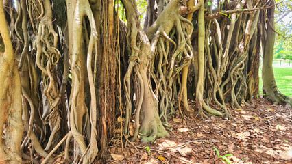 Roots of Moreton Bay Fig Tree Located in the Sydney Botanical Gardens