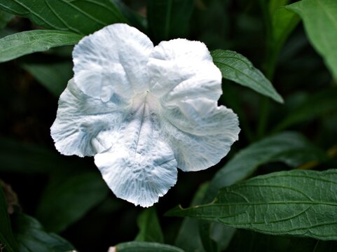 White Ruellia simplex tuberosa, humilis minnieroot, fever root ,snapdragon root ,sheep potato ,flowering plant, Acanthaceae wild petunia flowers ,soft selective focus ,copy space ,tropical plants