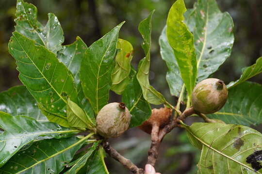 Jenipapo fruits, still unripe and green, used for dye, traditional body and face paint. Amazonas rainforest near Iranduba, Amazon state, Brazil.